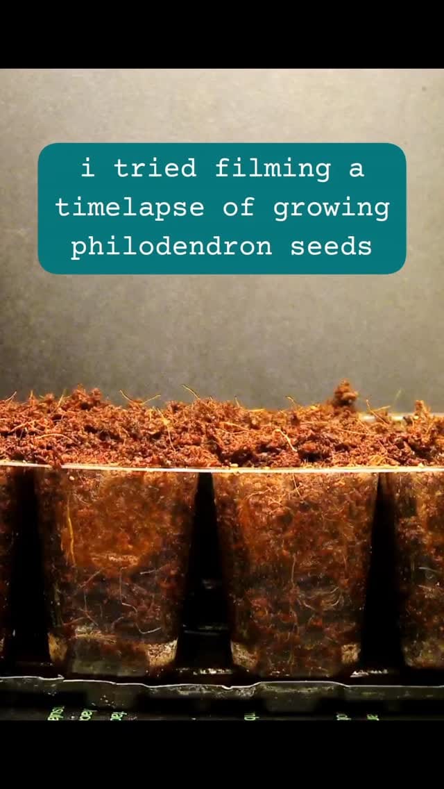 Post 3 by Alina & Jeff 💚🌱 on Instagram (video)