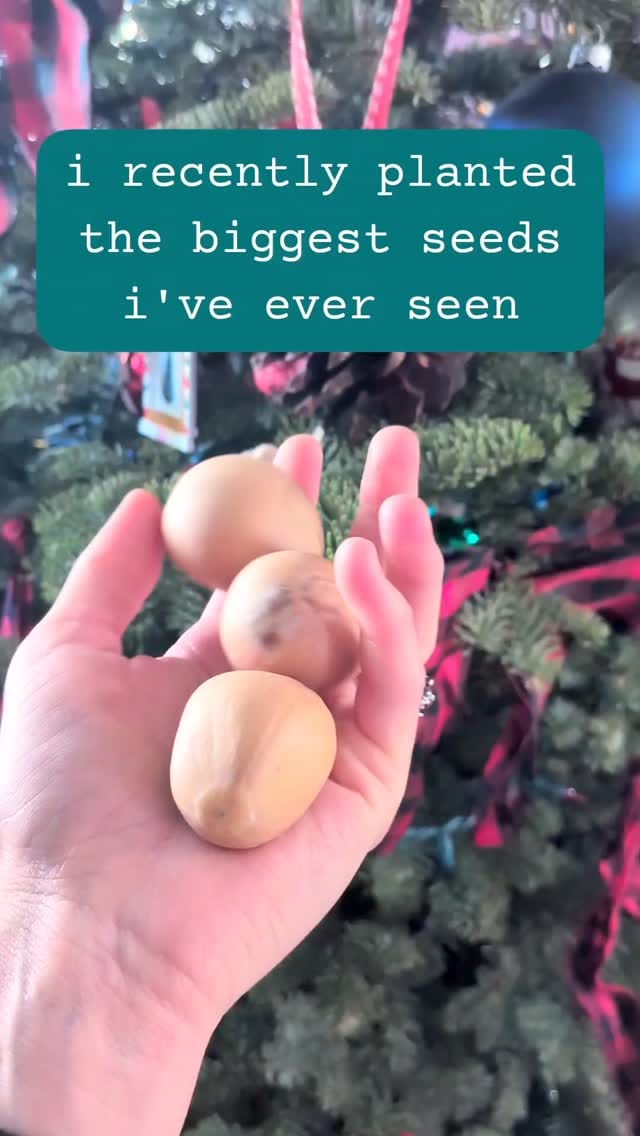 Post 8 by Alina & Jeff 💚🌱 on Instagram (video)