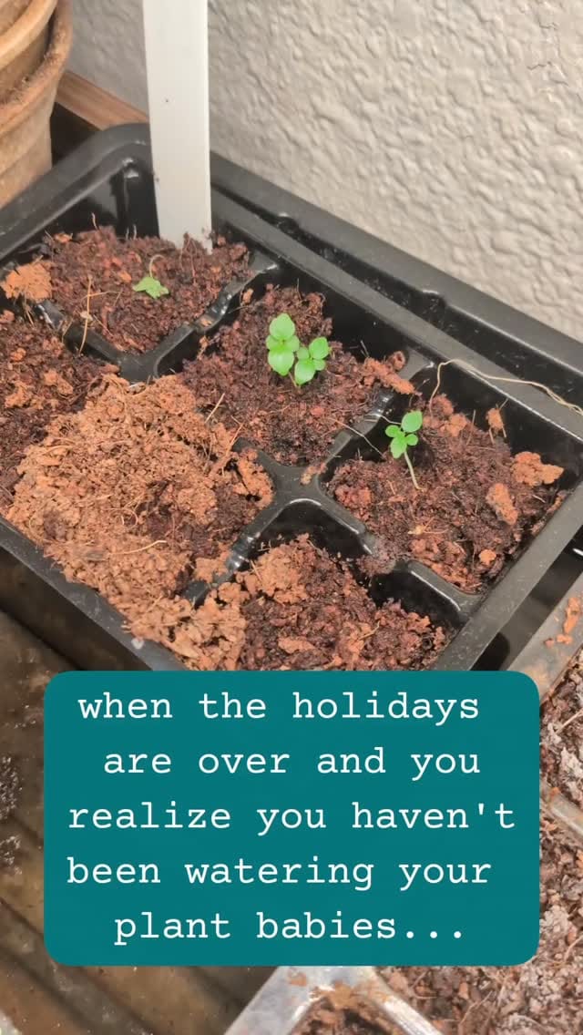 Post 5 by Alina & Jeff 💚🌱 on Instagram (video)