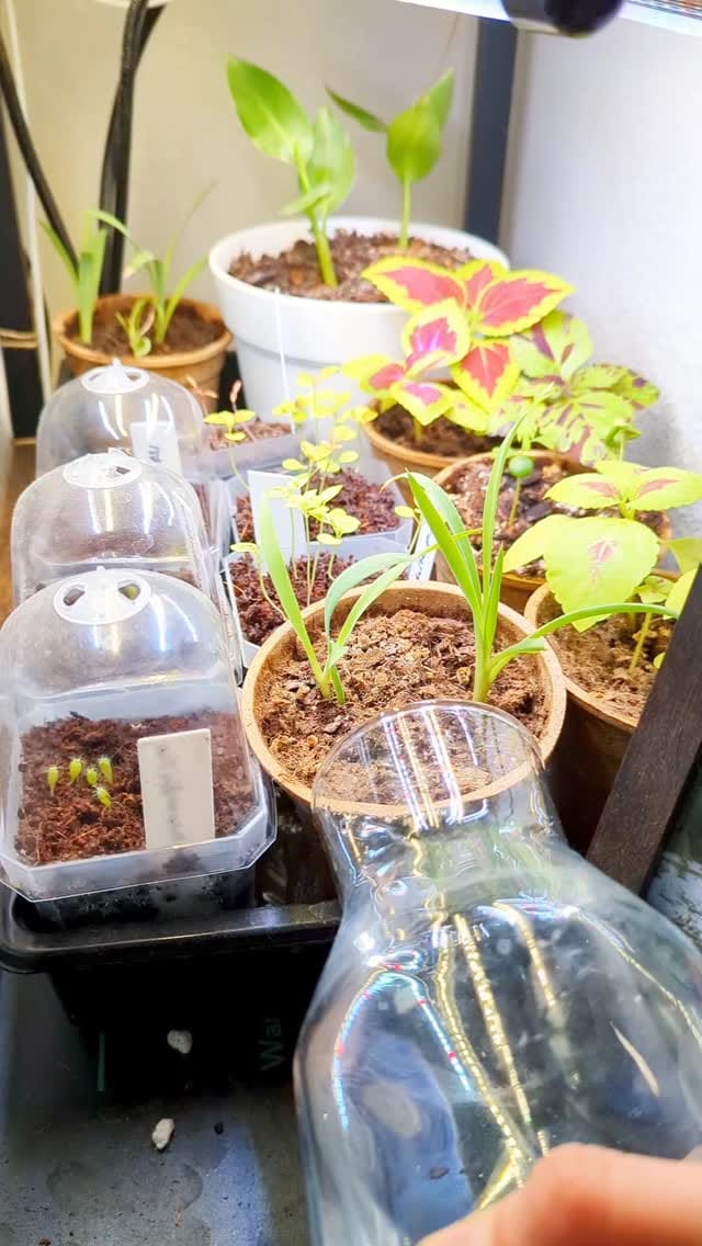 Post 6 by Alina & Jeff 💚🌱 on Instagram (video)