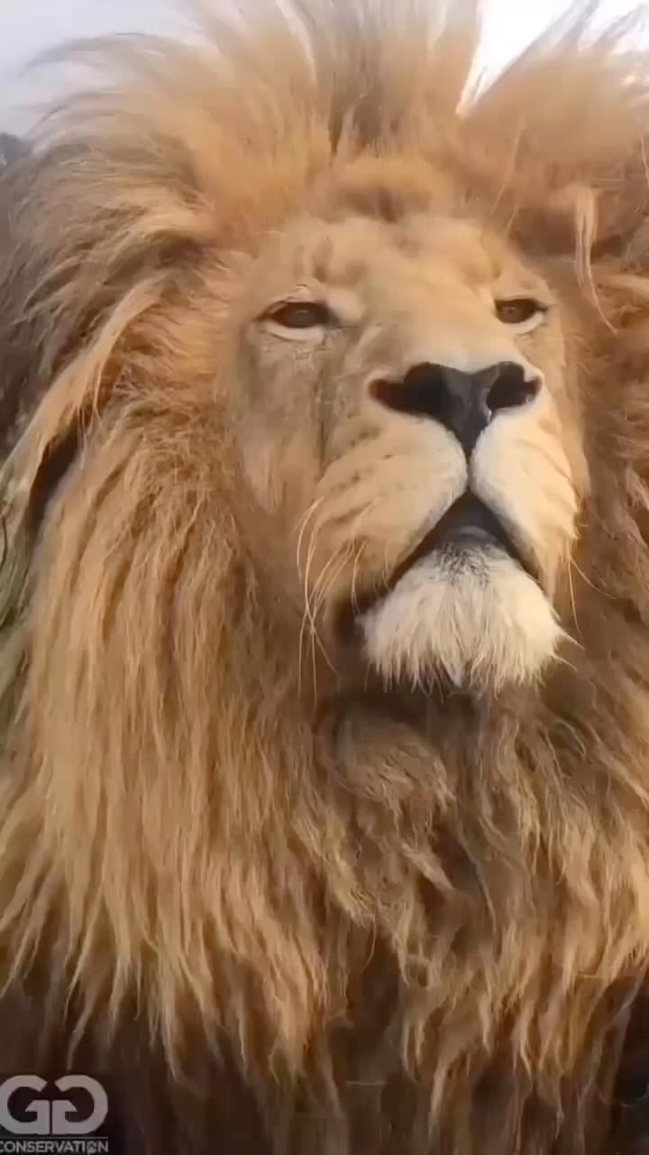 Post 2 by Randy Hussain on Instagram (video)