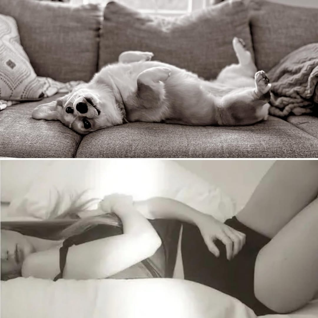 Post 8 by Waffle the Corgi 🧇 on Instagram (image)