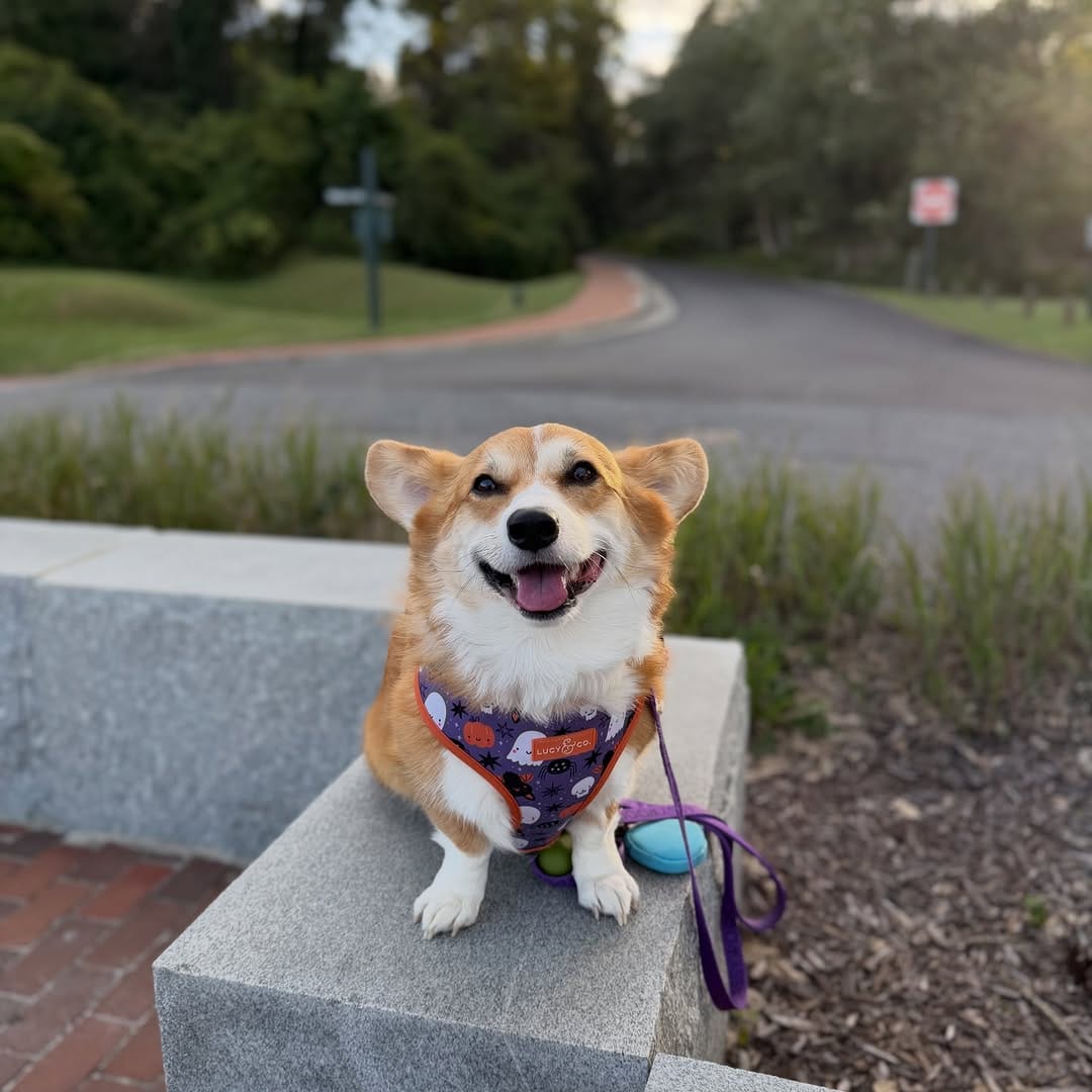 Post 3 by Waffle the Corgi 🧇 on Instagram (carousel)