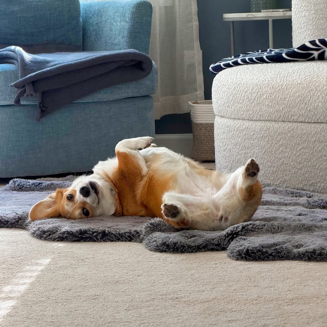 Post 5 by Waffle the Corgi 🧇 on Instagram (carousel)