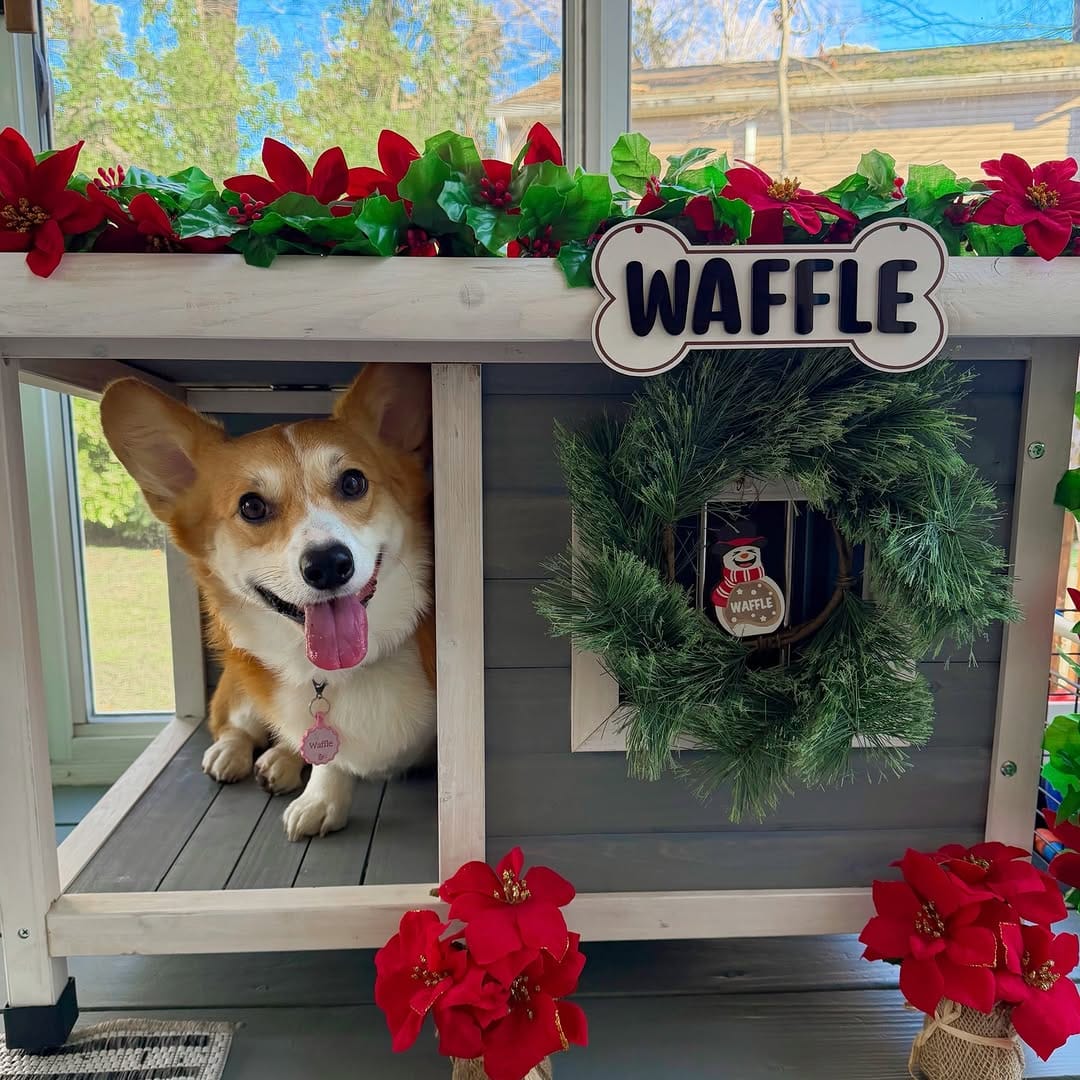Post 6 by Waffle the Corgi 🧇 on Instagram (carousel)