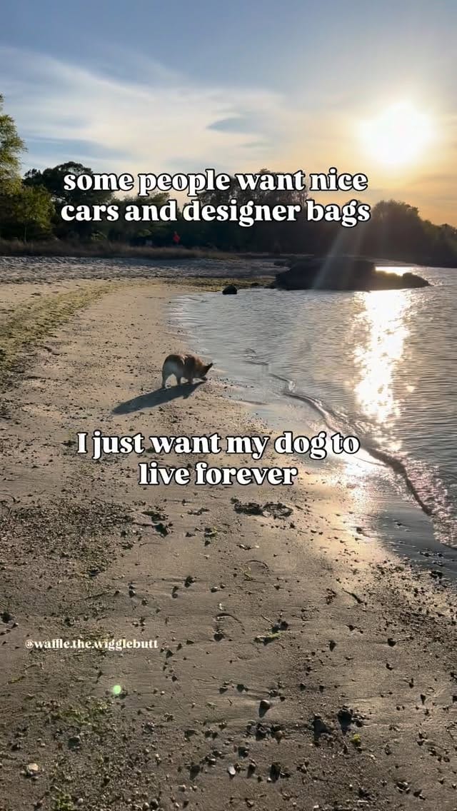 Post 2 by Waffle the Corgi 🧇 on Instagram (video)