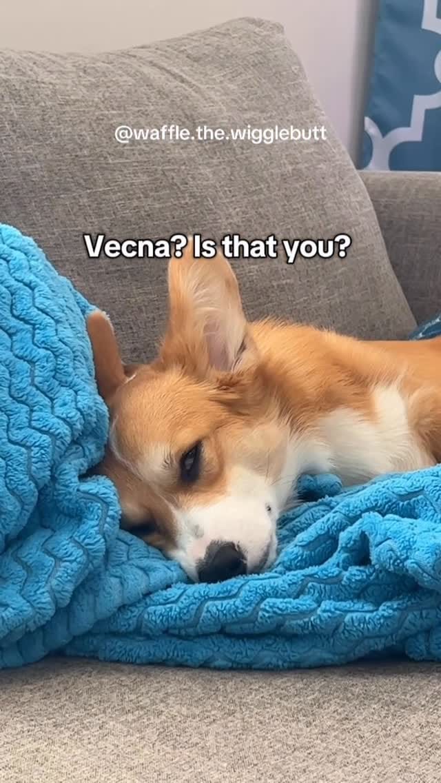Post 1 by Waffle the Corgi 🧇 on Instagram (video)