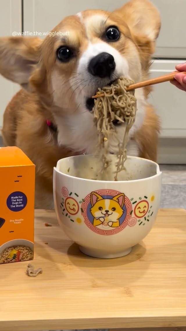 Post 7 by Waffle the Corgi 🧇 on Instagram (video)