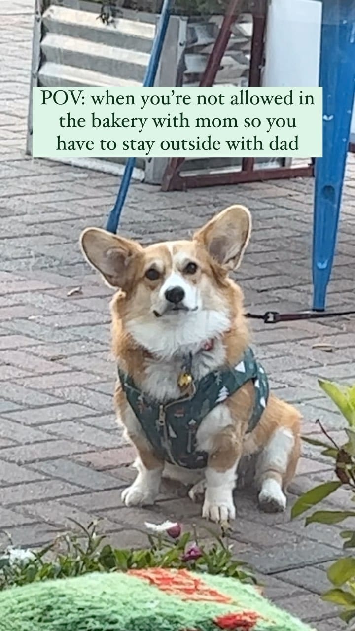 Post 10 by Waffle the Corgi 🧇 on Instagram (video)