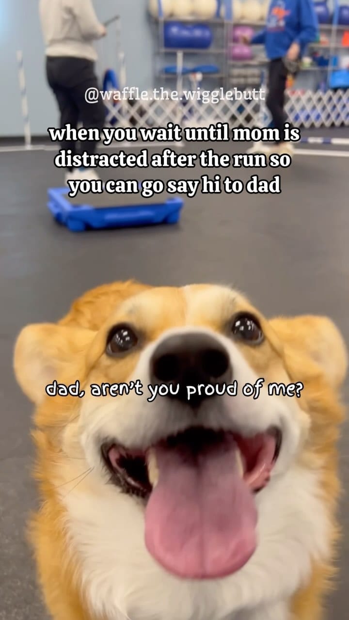 Post 9 by Waffle the Corgi 🧇 on Instagram (video)