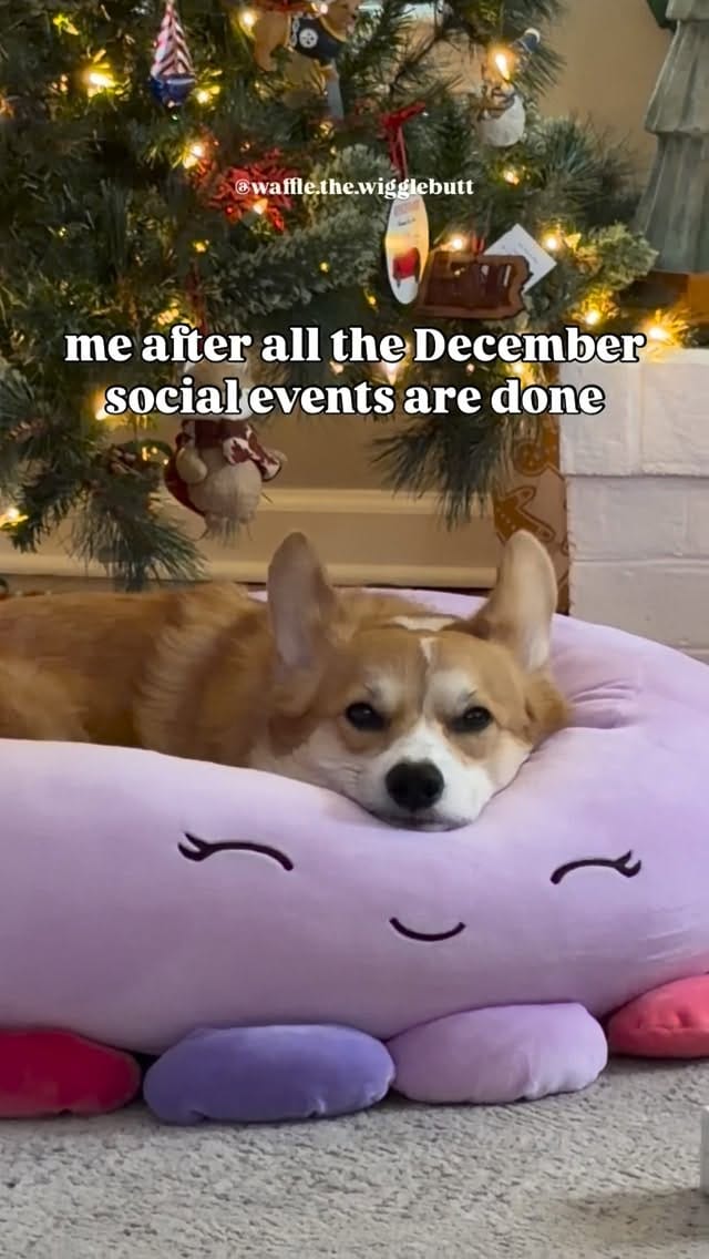 Post 4 by Waffle the Corgi 🧇 on Instagram (video)