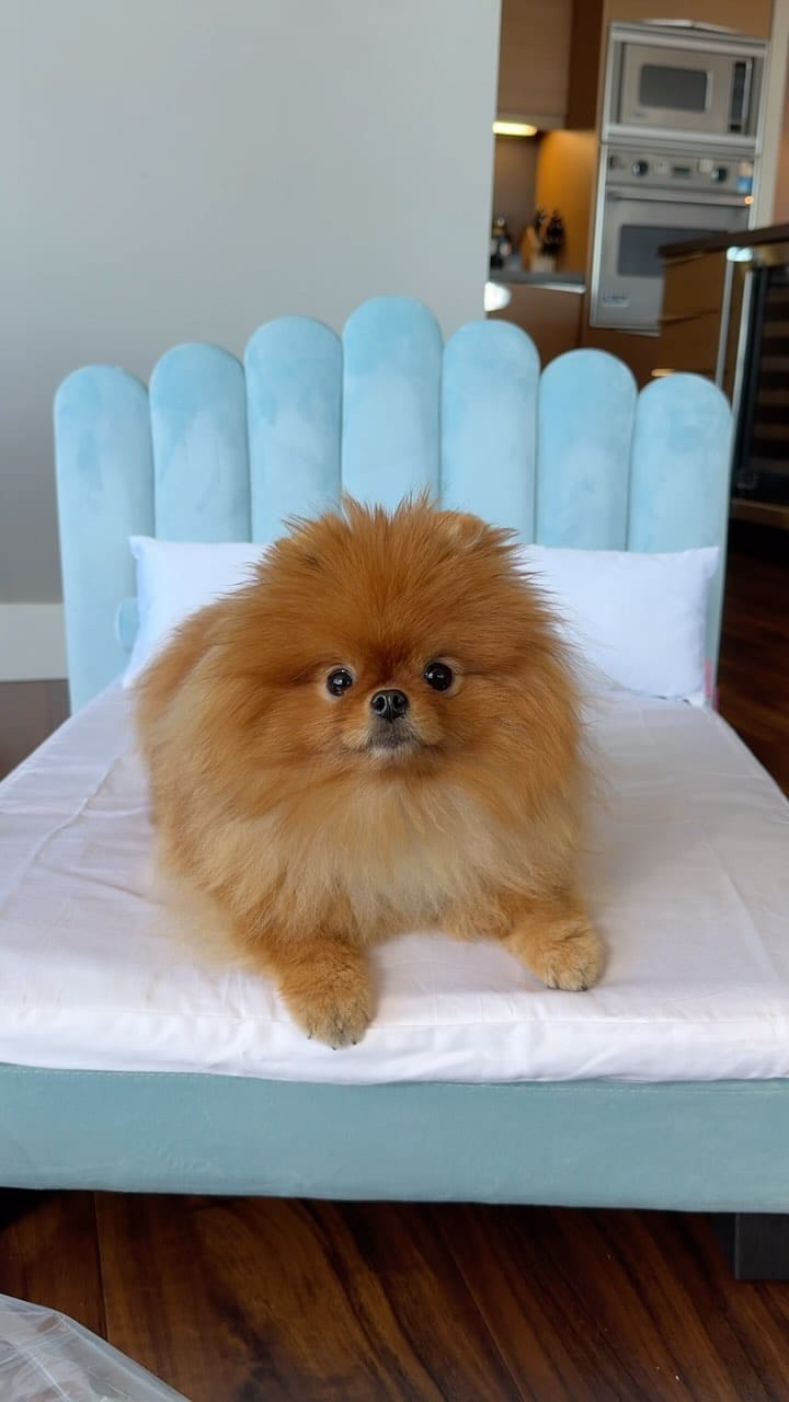 Post 9 by Louboutin aka “Loubie” ❤️🔐 Heathre Foster on Instagram (video)