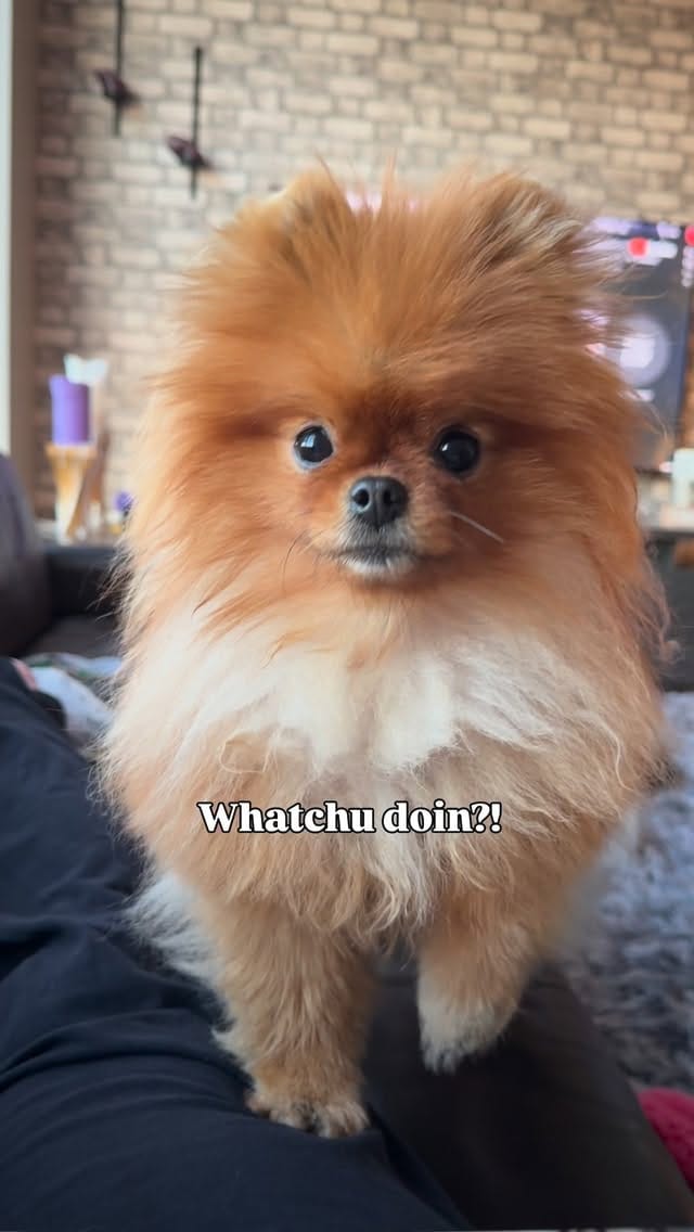 Post 5 by Louboutin aka “Loubie” ❤️🔐 Heathre Foster on Instagram (video)