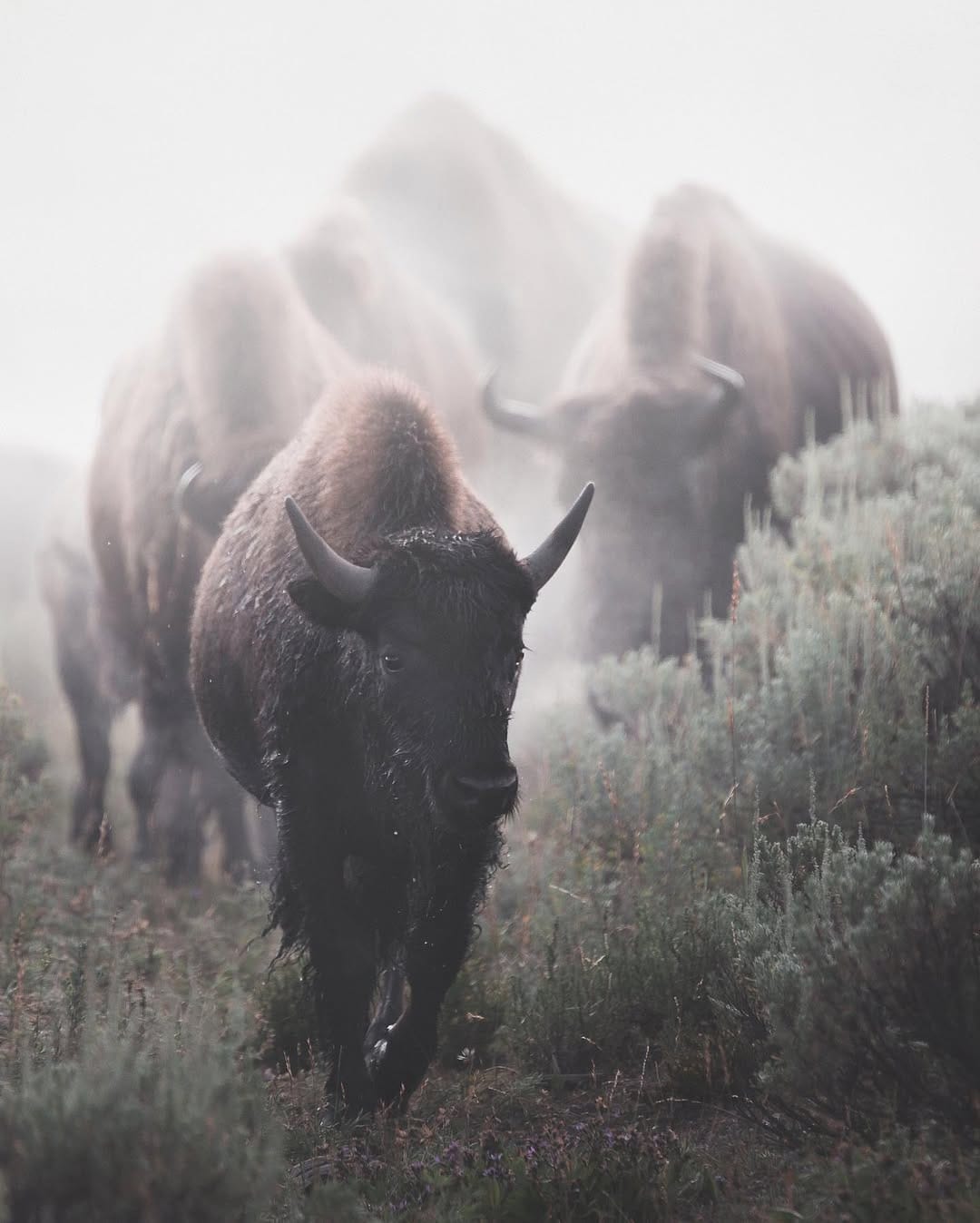 Post 8 by Daniel J Nevares on Instagram (image)