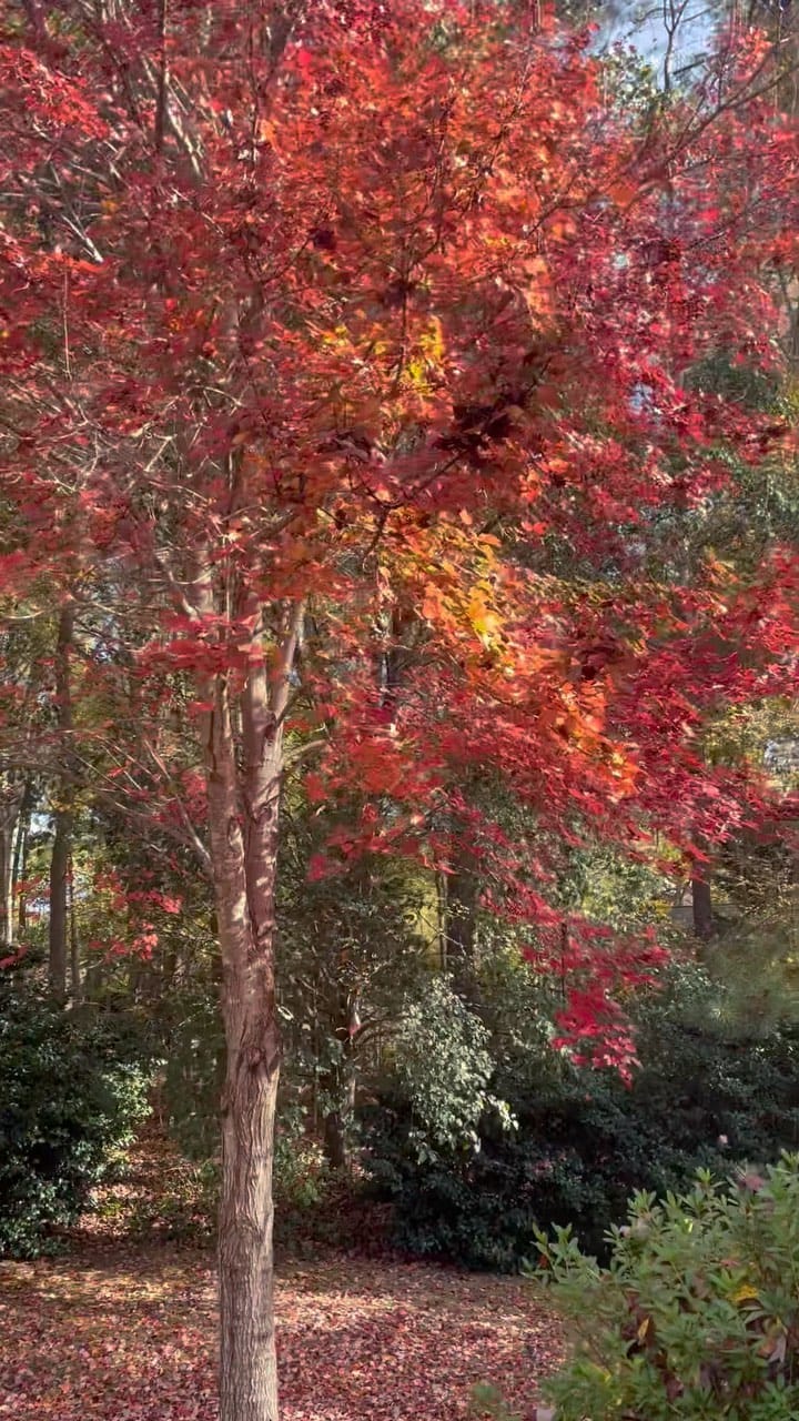 Post 7 by Wafa on Instagram (video)