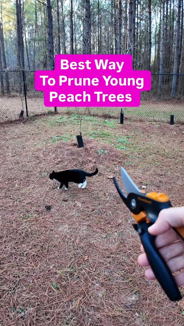 Post 6 by Josh Gardens on Instagram (video)
