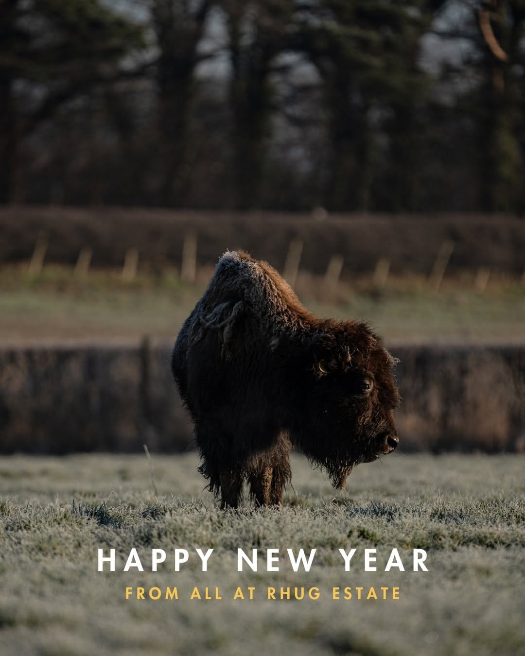 Post 7 by Rhug Estate Organic Farm on Instagram (image)