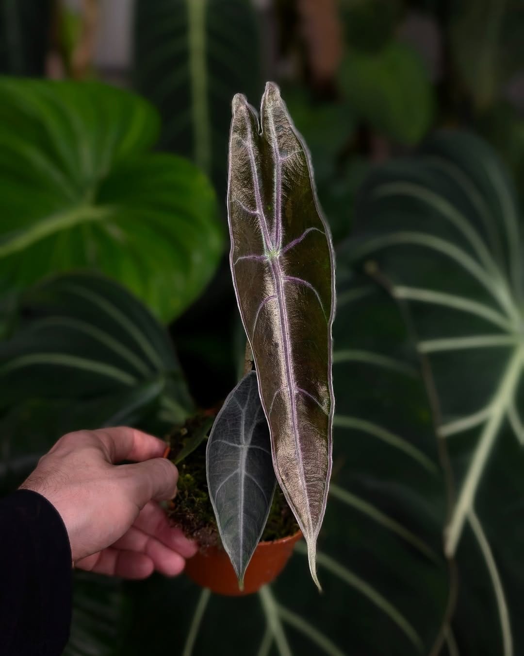 Post 8 by GrowTropicals | Online Plant Shop 🪴 on Instagram (image)