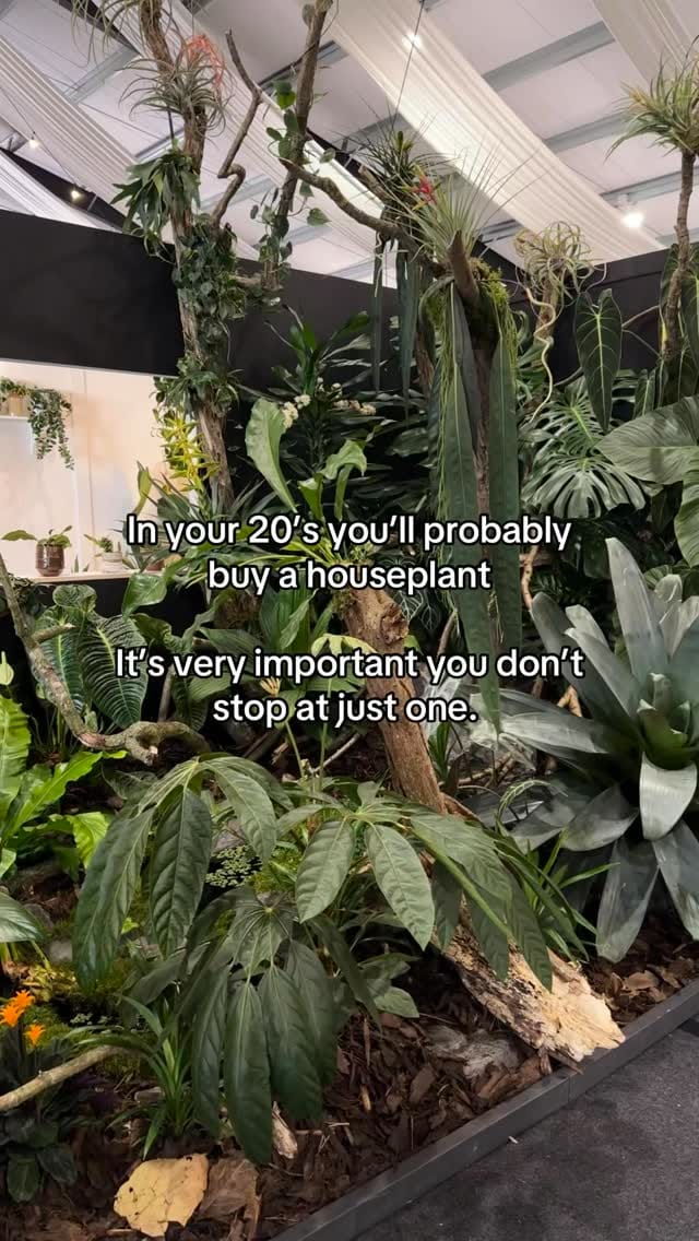 Post 4 by GrowTropicals | Online Plant Shop 🪴 on Instagram (video)