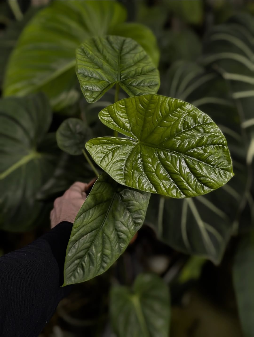 Post 5 by GrowTropicals | Online Plant Shop 🪴 on Instagram (image)
