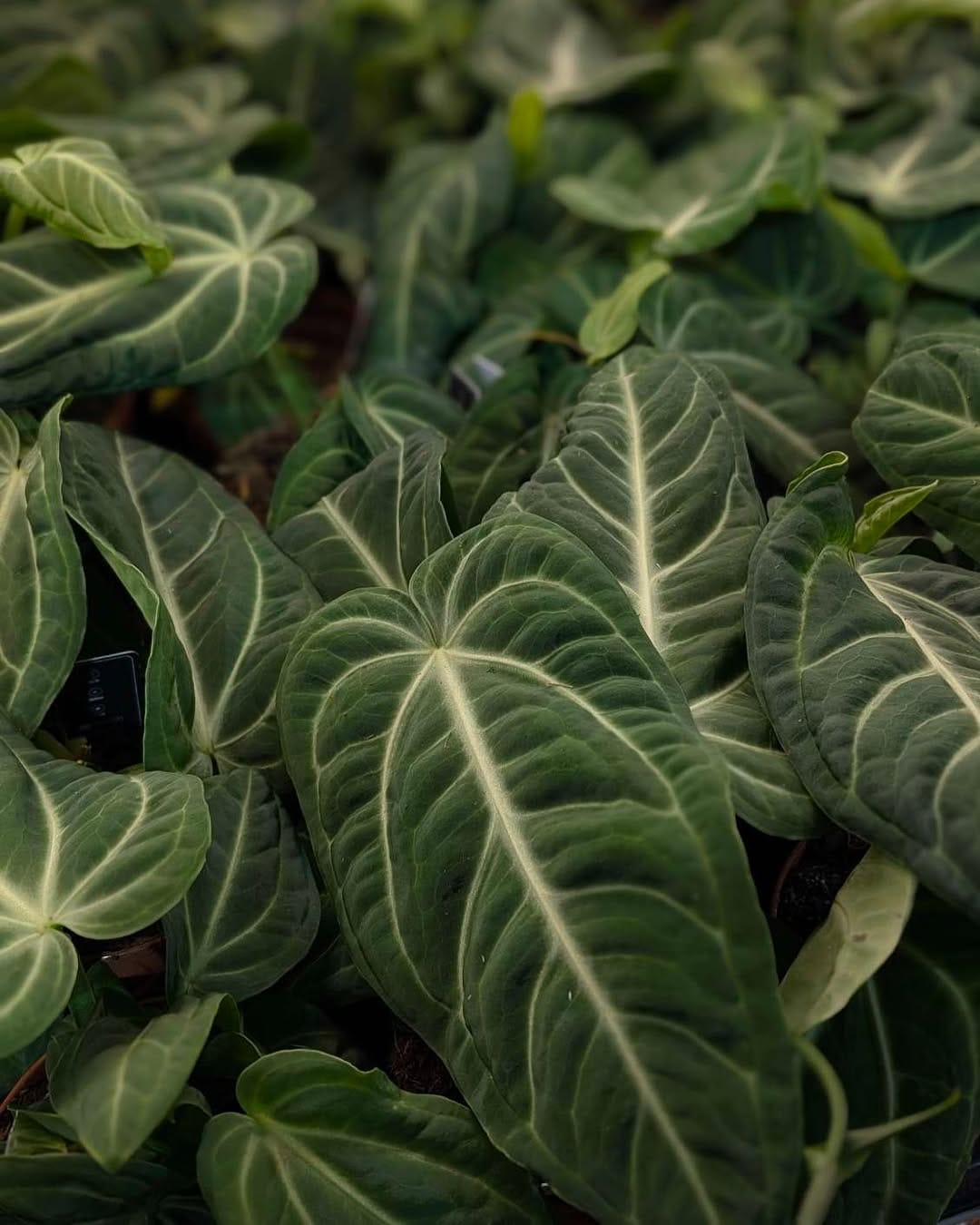 Post 7 by GrowTropicals | Online Plant Shop 🪴 on Instagram (image)
