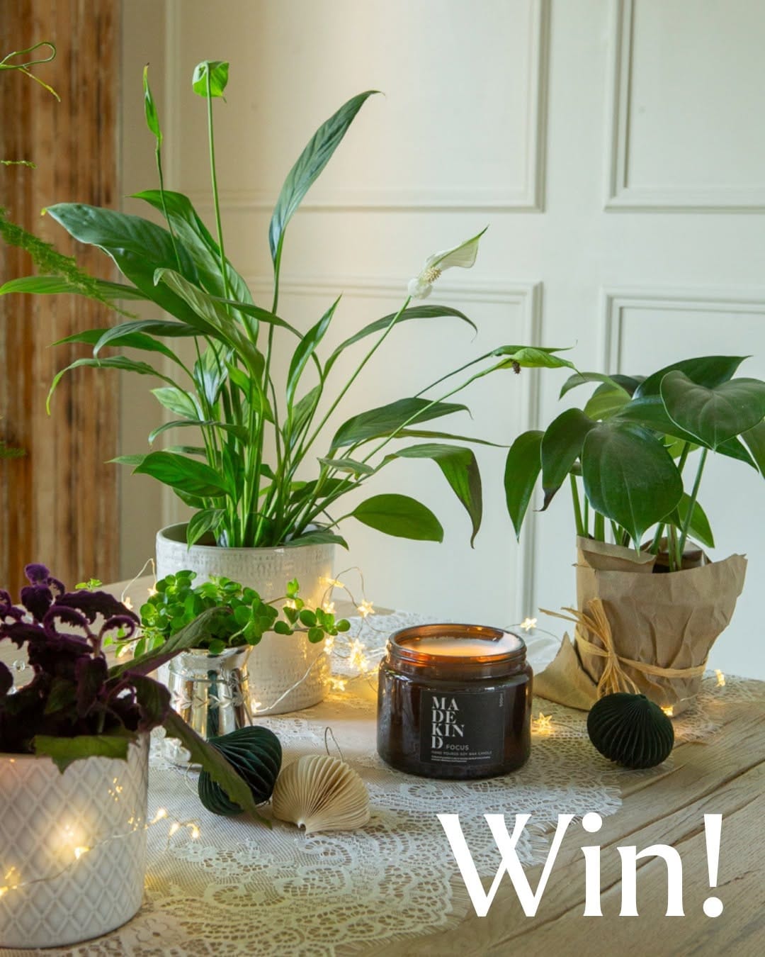 Post 6 by GrowTropicals | Online Plant Shop 🪴 on Instagram (carousel)