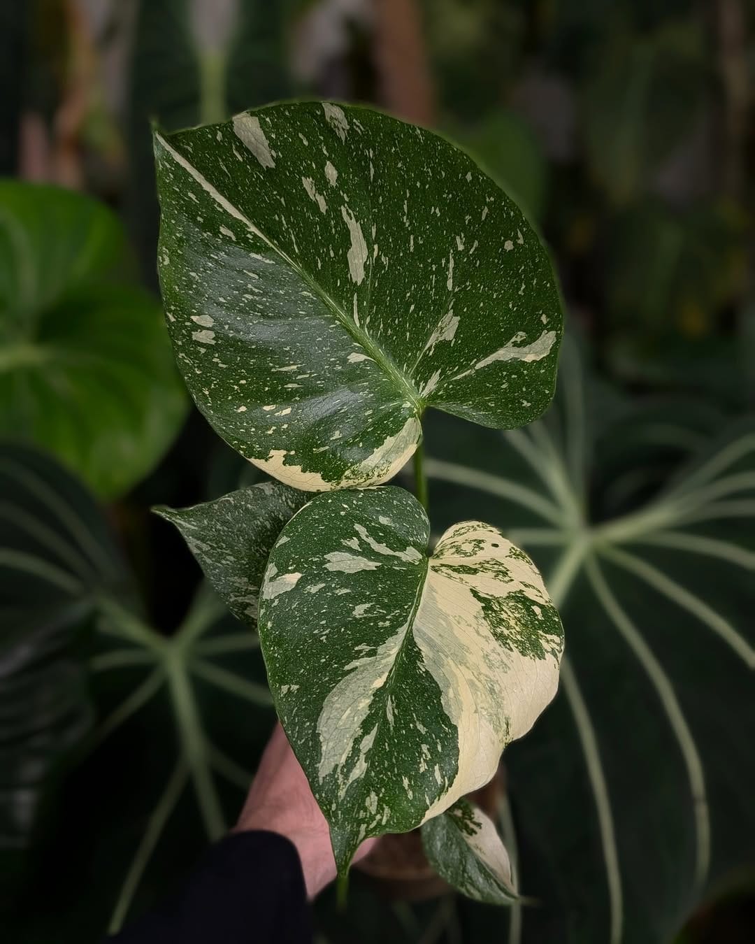 Post 2 by GrowTropicals | Online Plant Shop 🪴 on Instagram (image)