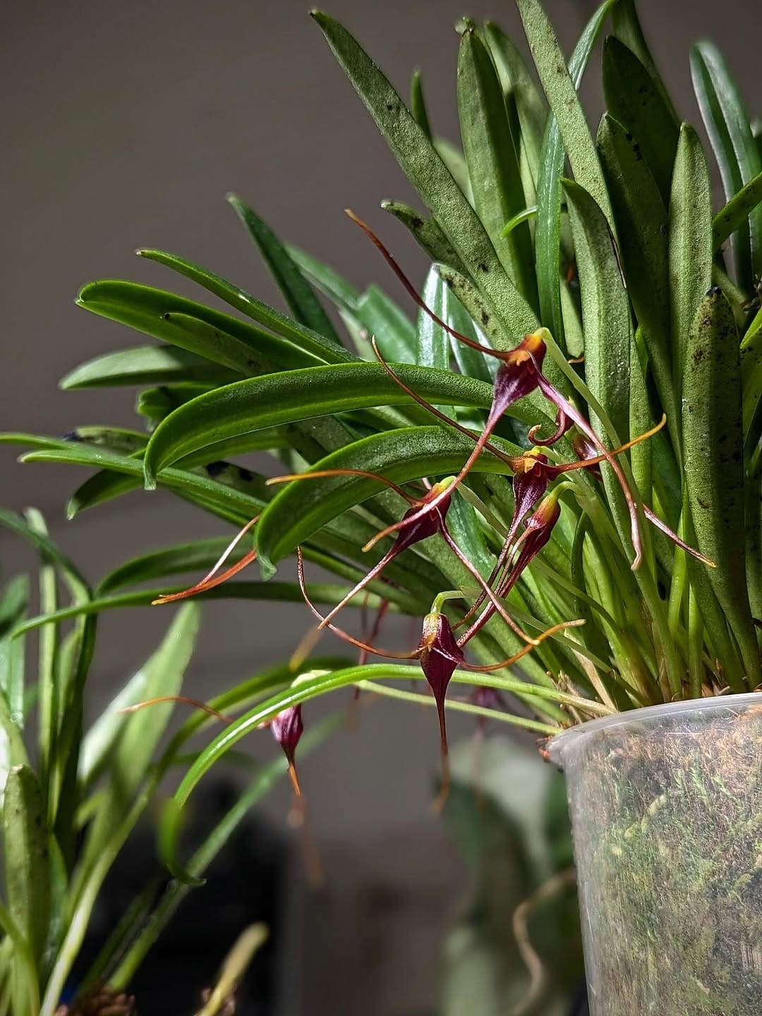 Post 9 by GrowTropicals | Online Plant Shop 🪴 on Instagram (carousel)
