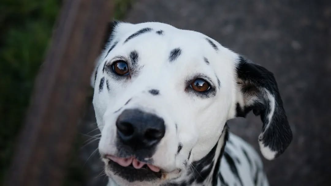 Post 6 by Daisy the Dalmatian & co. on Instagram (image)