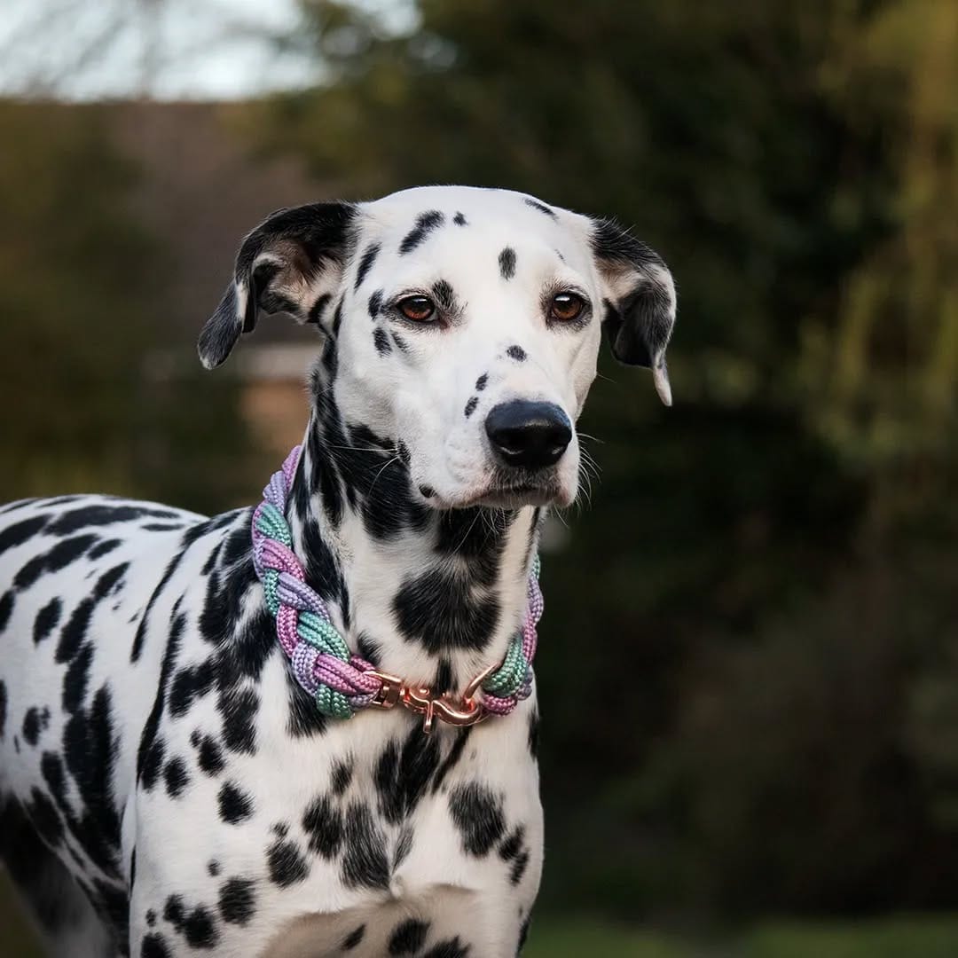 Post 4 by Daisy the Dalmatian & co. on Instagram (image)