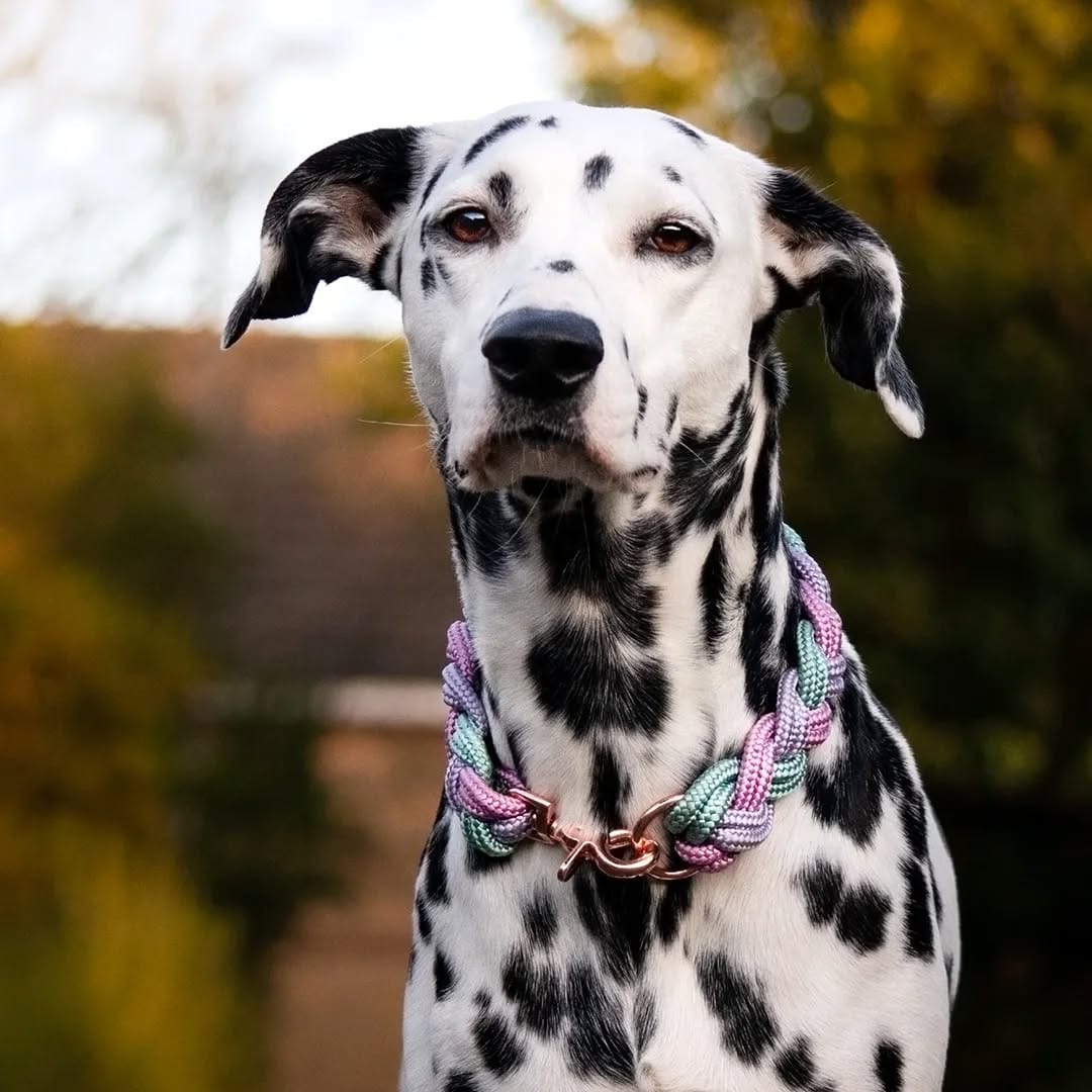 Post 3 by Daisy the Dalmatian & co. on Instagram (image)