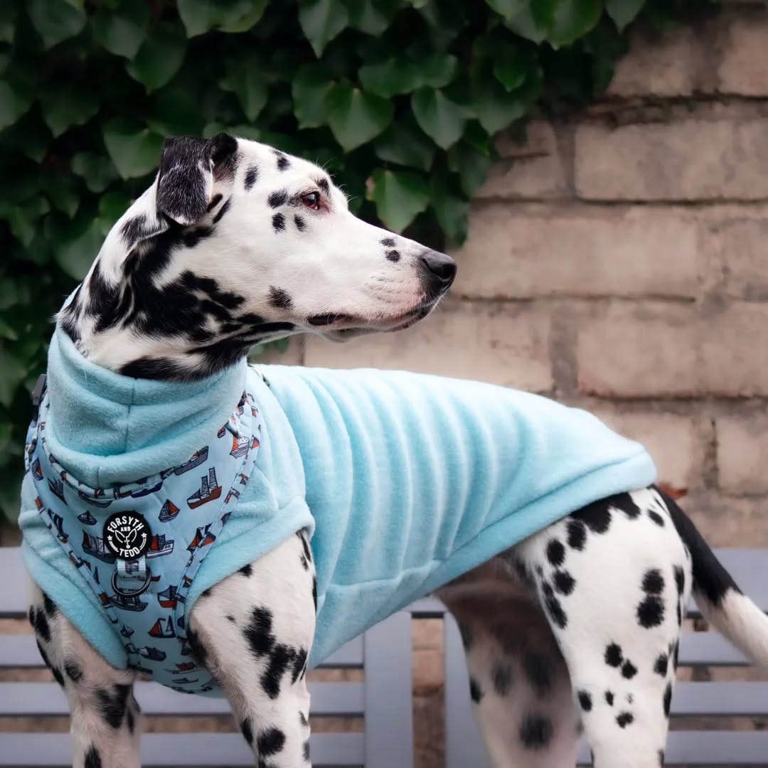 Post 1 by Daisy the Dalmatian & co. on Instagram (image)