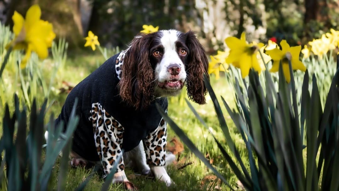 Post 8 by Daisy the Dalmatian & co. on Instagram (image)