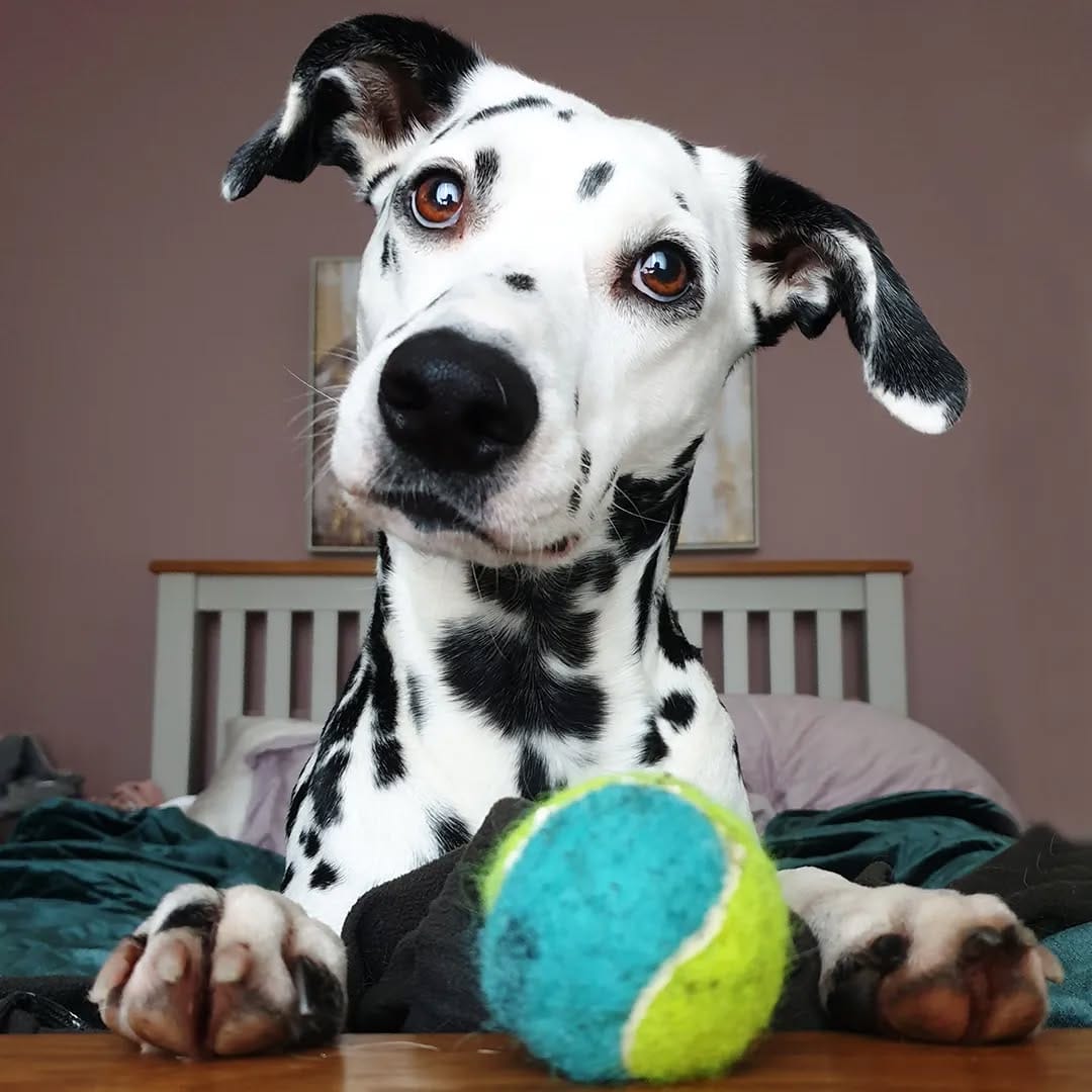 Post 5 by Daisy the Dalmatian & co. on Instagram (image)