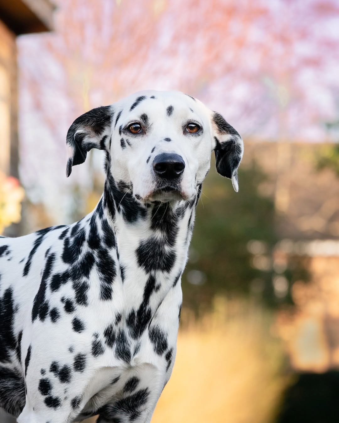 Post 10 by Daisy the Dalmatian & co. on Instagram (image)
