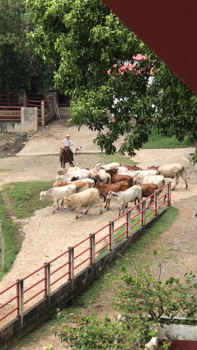 Post 5 by Guillermo Londoño on Instagram (video)
