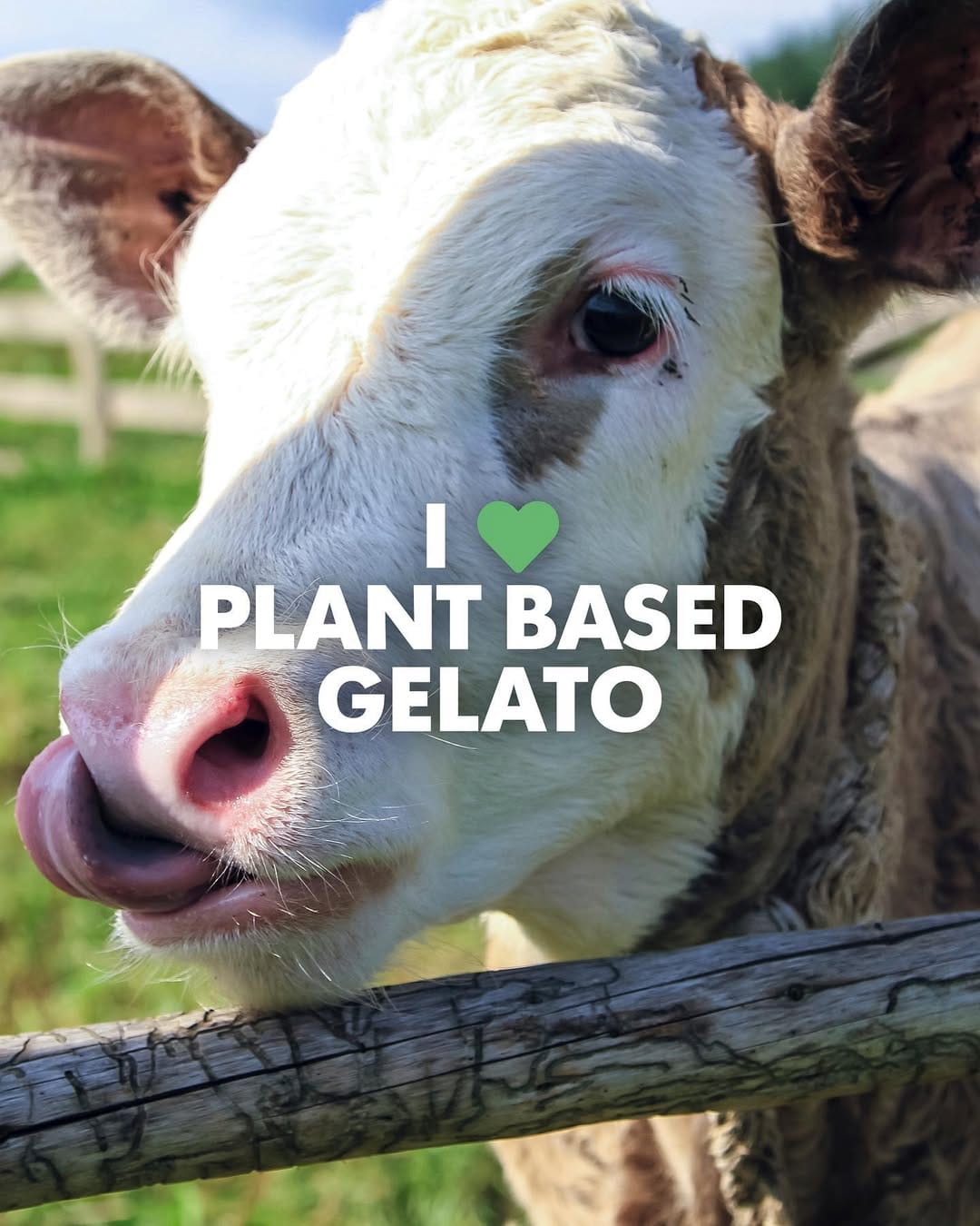 Post 9 by Dri Dri Gelato on Instagram (image)
