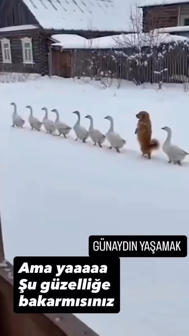 Post 3 by GÜLAY  PURDE  TÜRKOĞLU on Instagram (video)