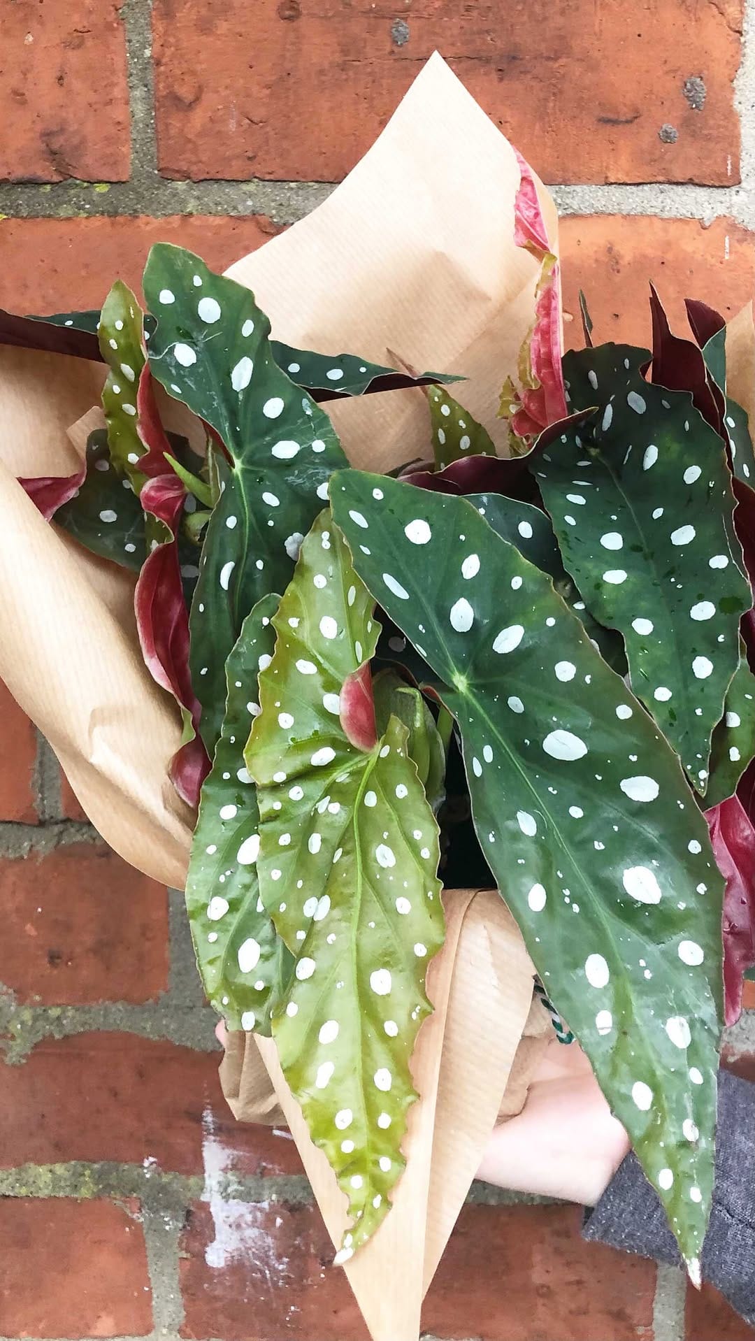 Post 10 by Coffee And Cactus on Instagram (video)