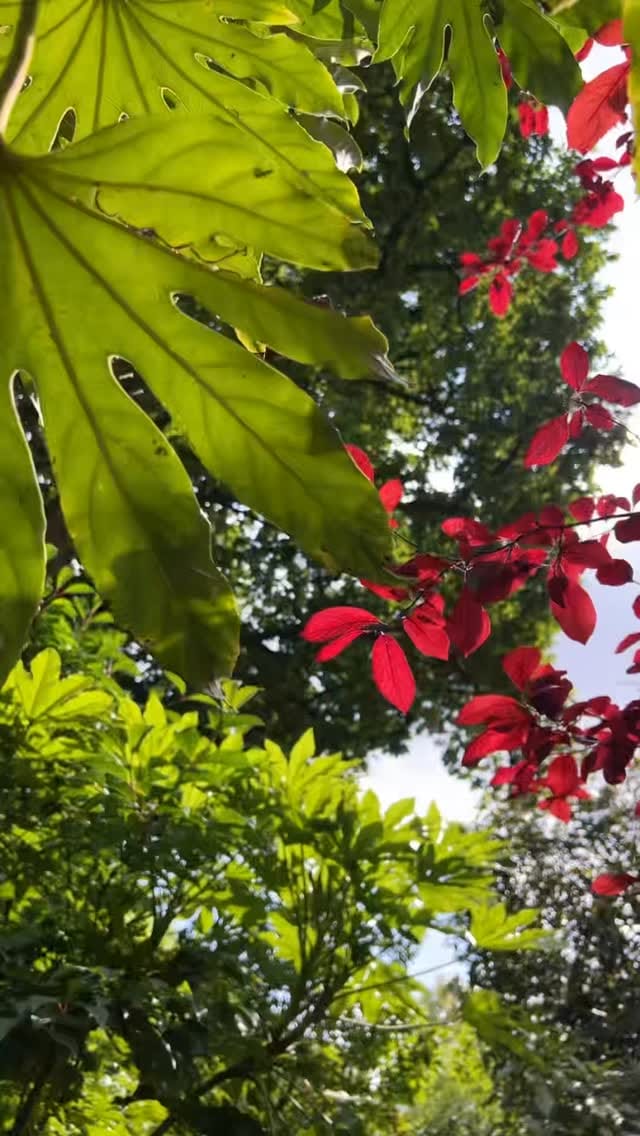 Post 10 by Simon Pirzada on Instagram (video)