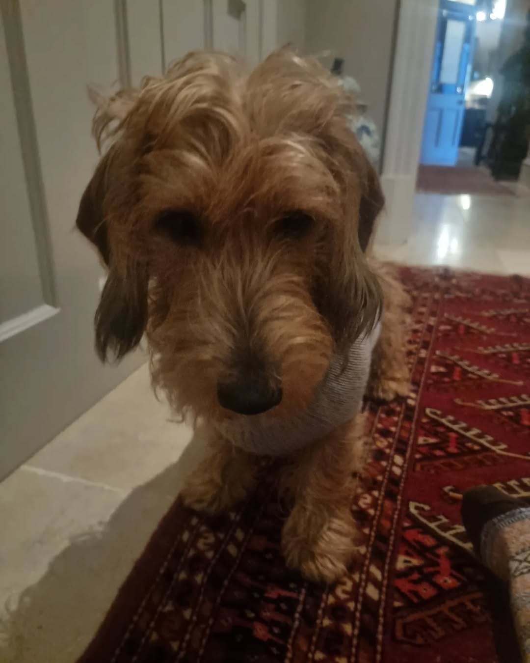 Post 7 by Sir Bruce Wayne and Merlin on Instagram (image)