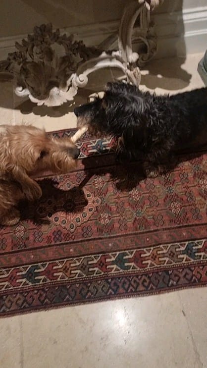 Post 2 by Sir Bruce Wayne and Merlin on Instagram (video)