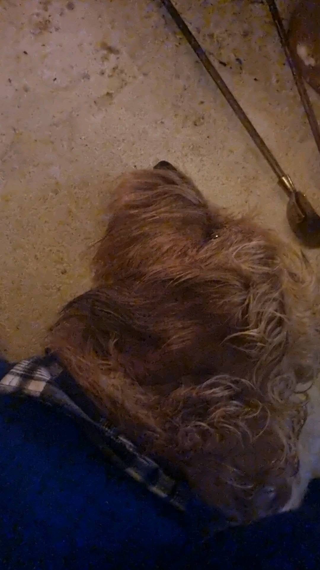Post 5 by Sir Bruce Wayne and Merlin on Instagram (video)