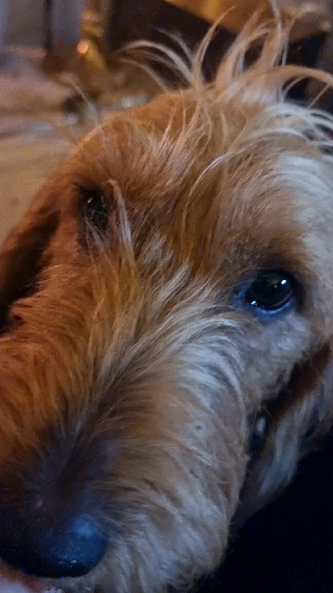 Post 4 by Sir Bruce Wayne and Merlin on Instagram (video)