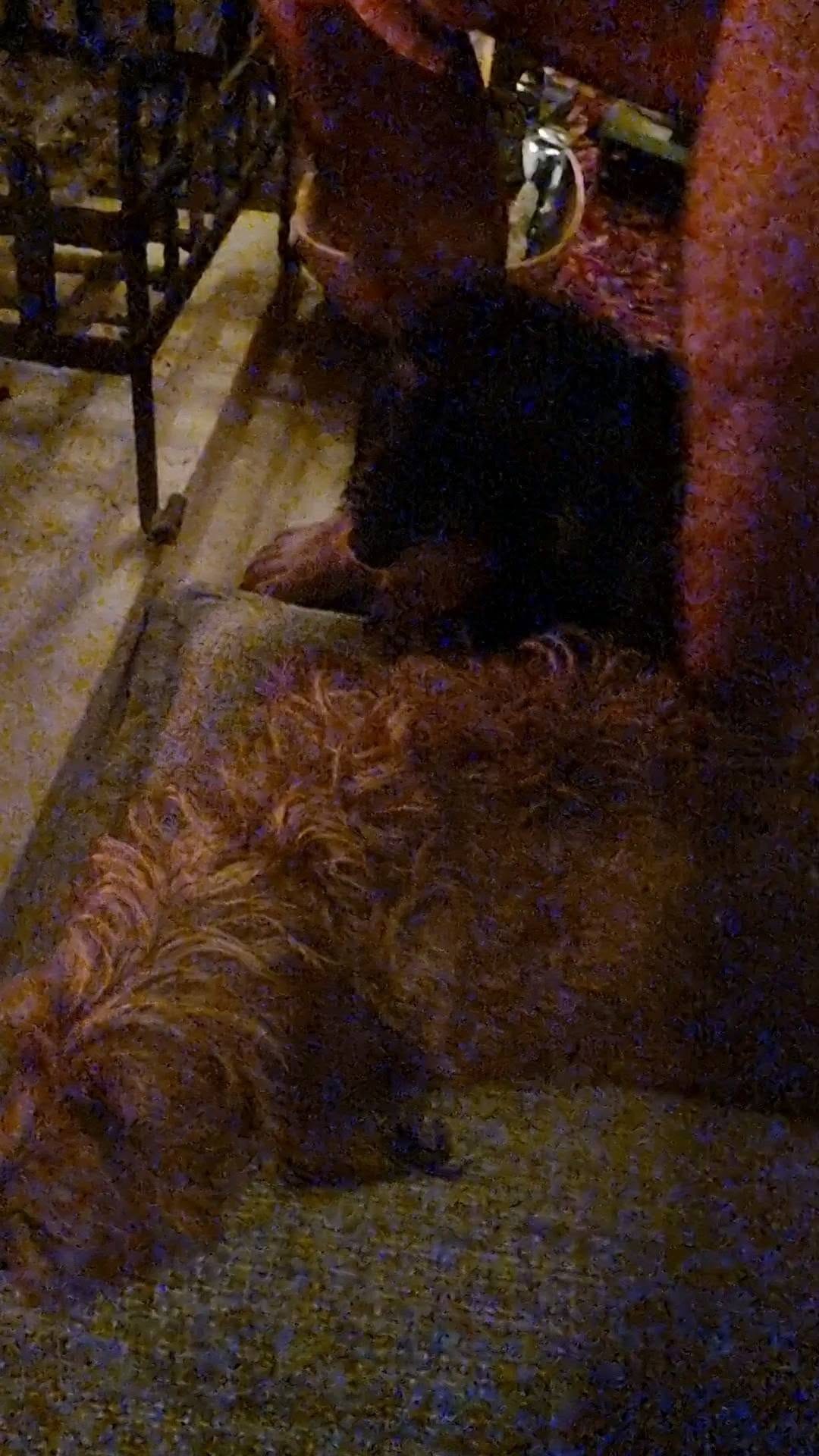 Post 8 by Sir Bruce Wayne and Merlin on Instagram (video)