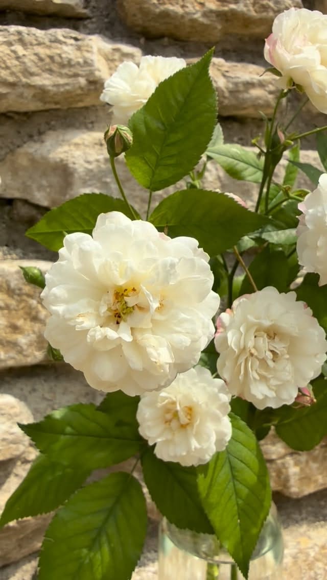 Post 6 by Peter Beales Roses on Instagram (video)