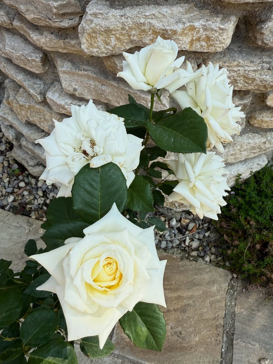 Post 1 by Peter Beales Roses on Instagram (carousel)