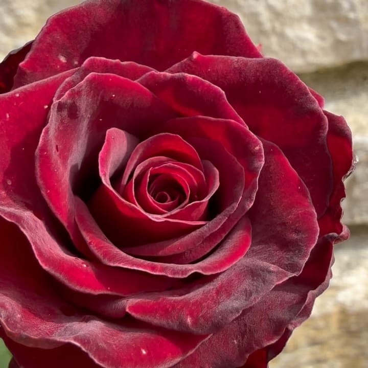 Post 10 by Peter Beales Roses on Instagram (carousel)