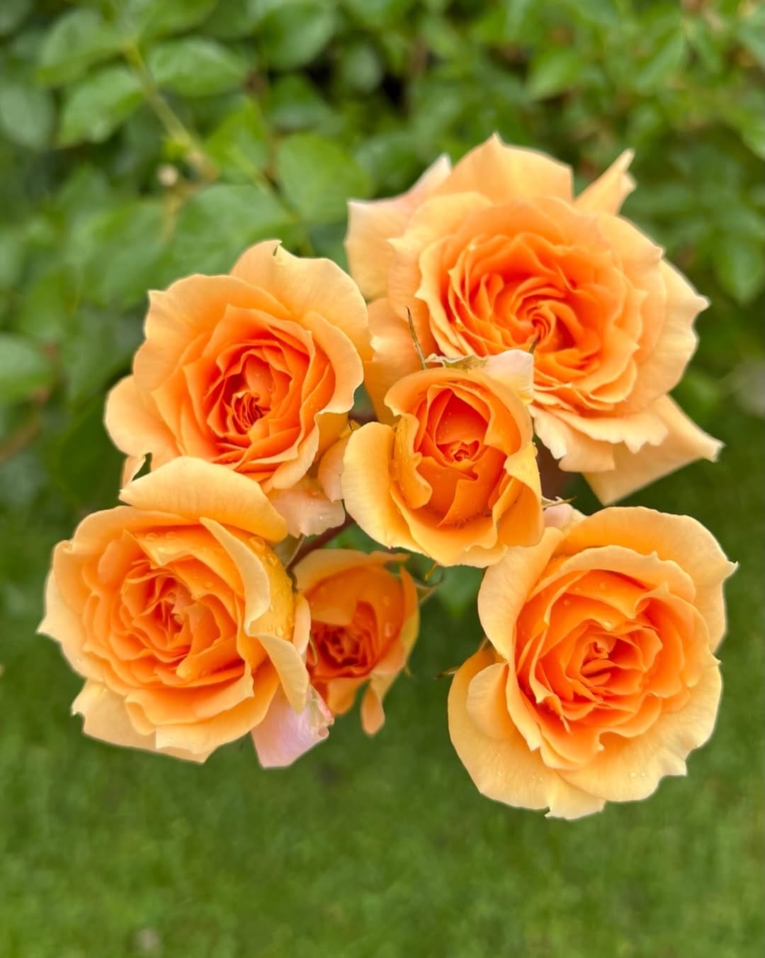 Post 4 by Peter Beales Roses on Instagram (image)