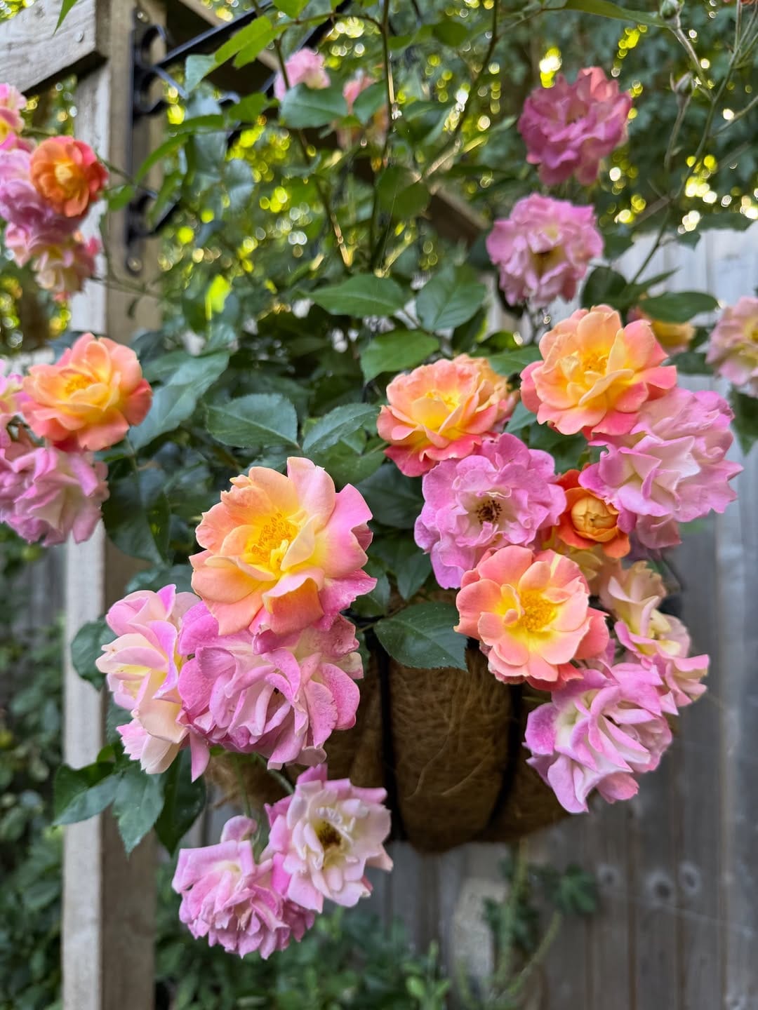 Post 2 by Peter Beales Roses on Instagram (carousel)